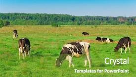  Presentation with milk - Slide deck with cows producing milk background and a tawny brown colored foreground
