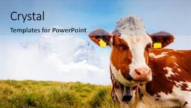  Presentation with cow milk - Colorful presentation design enhanced with cows relax on alpine hills backdrop and a light blue colored foreground