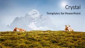  Presentation with alpine - Presentation design having cows relax on alpine hills background and a light blue colored foreground