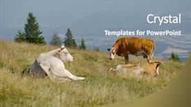  Presentation with field of lavendar - Audience pleasing theme consisting of cows resting on an alpine backdrop and a mint green colored foreground