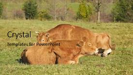  Presentation with pasture - Beautiful slides featuring cows resting on grazing pasture backdrop and a gold colored foreground