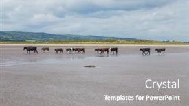  Presentation with united kingdom - PPT layouts enhanced with cows-walking-on-a-sandy background and a gray colored foreground