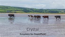  Presentation with united - Audience pleasing presentation design consisting of cows-walking-on-a-sandy backdrop and a light gray colored foreground