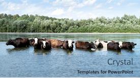  Presentation with animal - Colorful PPT theme enhanced with cows-watering-in-the-river backdrop and a light blue colored foreground