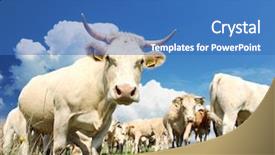  Presentation with coral reefs blue water beautiful sky - Colorful theme enhanced with cows with beautiful sky background backdrop and a teal colored foreground