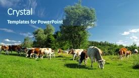  Presentation with agriculture - Beautiful PPT theme featuring cows backdrop and a  colored foreground