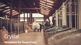  Presentation with dairy farm - Colorful slide deck enhanced with cowshed in dairy farm backdrop and a coral colored foreground