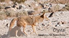  Presentation with death - Theme enhanced with coyote-canis-latrans-in-death background and a soft green colored foreground