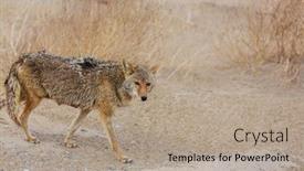  Presentation with desert - Theme with coyote-closeup-in-the-desert background and a coral colored foreground
