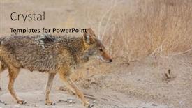  Presentation with desert - Slide set consisting of coyote-closeup-in-the-desert background and a coral colored foreground