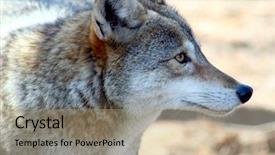  Presentation with wild west for - Slide deck having wolf moon - coyote in the wild background and a coral colored foreground