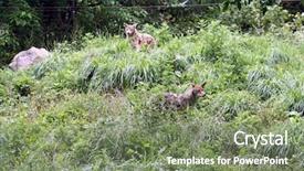  Presentation with wild learning - Colorful PPT theme enhanced with wolf moon - coyote in the wild backdrop and a violet colored foreground