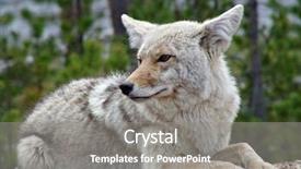  Presentation with yellowstone - Colorful slide set enhanced with coyote in yellowstone national park backdrop and a  colored foreground