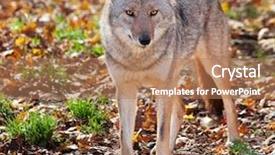  Presentation with camera - PPT theme having coyote looking at the camera background and a coral colored foreground