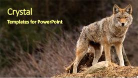 Presentation with hill - Slide set consisting of coyote on top of a hill background and a wine colored foreground