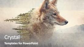  Presentation with pine forest - Slide set enhanced with coyote portrait and pine forest background and a gray colored foreground