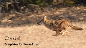  Presentation with speed - PPT theme consisting of coyote-running-at-full-speed background and a coral colored foreground