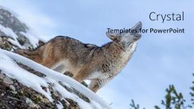  Presentation with montana - Presentation theme having coyote-searches-for-a-meal background and a light blue colored foreground