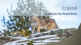  Presentation with snowy mountain tops in alaska - Colorful presentation enhanced with coyote-searches-for-a-meal backdrop and a sky blue colored foreground