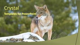  Presentation with montana - Presentation theme consisting of coyote-searches-for-a-meal background and a tawny brown colored foreground