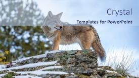  Presentation with montana - Slide set featuring coyote-searches-for-a-meal background and a sky blue colored foreground
