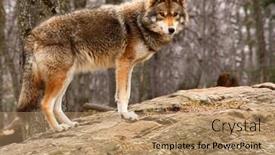  Presentation with rock - Cool new PPT theme with coyote standing on a rock backdrop and a coral colored foreground