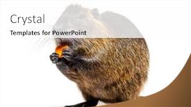  Presentation with eating - Presentation theme consisting of coypu-eating-a-carrot background and a white colored foreground