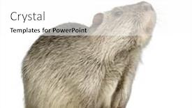  Presentation with navratri festival front page pdf - Presentation design having coypu-or-nutria-in-front background and a white colored foreground