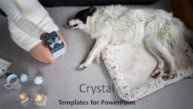  Presentation with dog christmas - Audience pleasing presentation design consisting of cozy-christmas-time-at-home backdrop and a light gray colored foreground