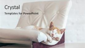  Presentation with organization - Beautiful slides featuring kitten sleeps on small leather couch in white interior cozy furniture for pet cat's place organization at home backdrop and a light gray colored foreground