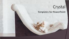  Presentation with organization - PPT layouts featuring pet cat's place background and a white colored foreground