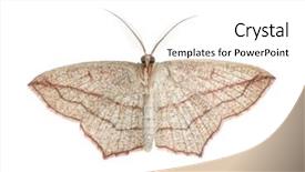  Presentation with vein - PPT layouts enhanced with cpoma - blood-vein moth timandra comae background and a white colored foreground