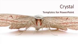  Presentation with vein - Slide deck with cpoma - blood-vein moth timandra comae background and a sky blue colored foreground