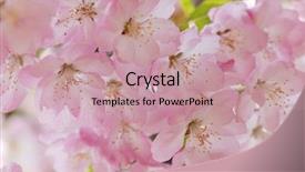  Presentation with crab - Beautiful presentation theme featuring crab apple flowers backdrop and a coral colored foreground