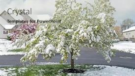  Presentation with snow tree - Presentation theme with crab-apple-tree-blossoms-laden background and a mint green colored foreground
