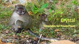  Presentation with crab - Slide deck enhanced with crab-eating macaque on wild background and a tawny brown colored foreground
