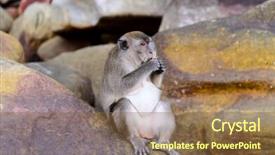  Presentation with crab - Slide deck having crab-eating macaque on wild background and a tawny brown colored foreground