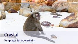  Presentation with crab - Beautiful PPT theme featuring thai monkey - crab-eating macaque on wild beach backdrop and a sky blue colored foreground