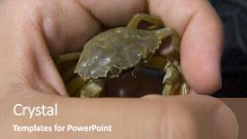  Presentation with crab - Slides enhanced with  background and a  colored foreground