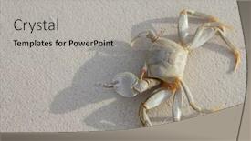  Presentation with white sand - Audience pleasing PPT theme consisting of crab-on-a-white-sand backdrop and a light gray colored foreground