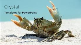  Presentation with crab - Cool new slide set with crab-on-beach backdrop and a light blue colored foreground