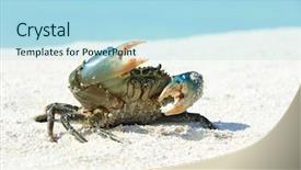  Presentation with crab - PPT theme having crab on beach background and a light blue colored foreground
