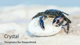  Presentation with sea animals - Presentation theme with crab on stone at sea background and a sky blue colored foreground