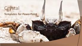  Presentation with crab - Slides enhanced with crab-on-the-beach-koh background and a  colored foreground