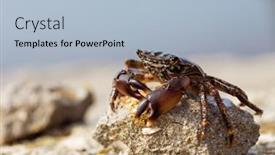 Presentation with crab - Colorful PPT theme enhanced with crab-on-the-rock-close backdrop and a light blue colored foreground