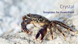  Presentation with crab - Amazing PPT theme having mystery sales - carved stamp with halloween sale backdrop and a  colored foreground.