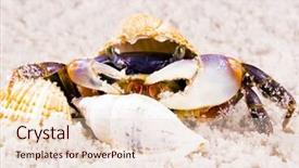  Presentation with crab - Presentation theme consisting of maxilla - crab on the sand background and a lemonade colored foreground
