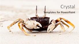  Presentation with crab - Cool new PPT theme with crab-walking-along-a-beach backdrop and a  colored foreground