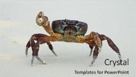  Presentation with white sand - Beautiful theme featuring crab with raised claw ready backdrop and a light gray colored foreground
