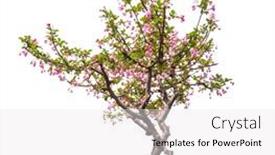  Presentation with name - Slide deck with crabapple-flowers-isolated-on-white background and a white colored foreground